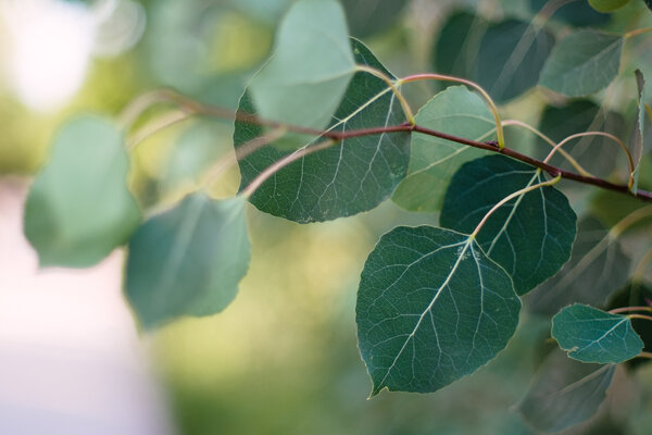 2013.07 South Denver Walks