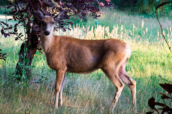 2013.07 South Denver Walks