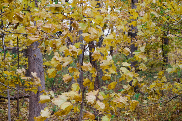 2014.10.17 Ledges State Park