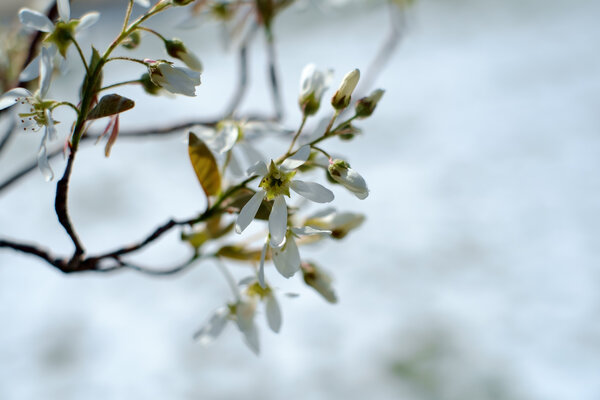 2015.04.17 Spring Snow