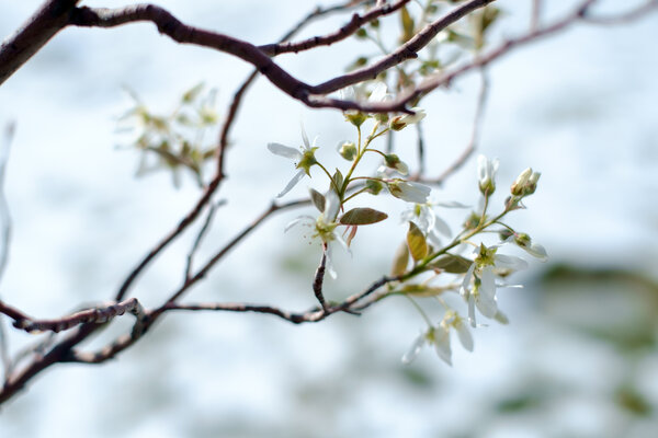 2015.04.17 Spring Snow
