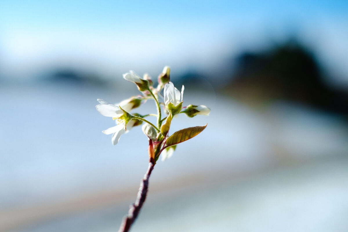 2015.04.17 Spring Snow