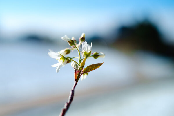 2015.04.17 Spring Snow
