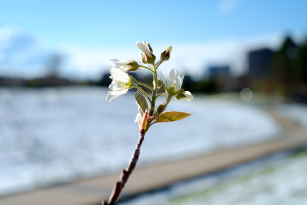 2015.04.17 Spring Snow