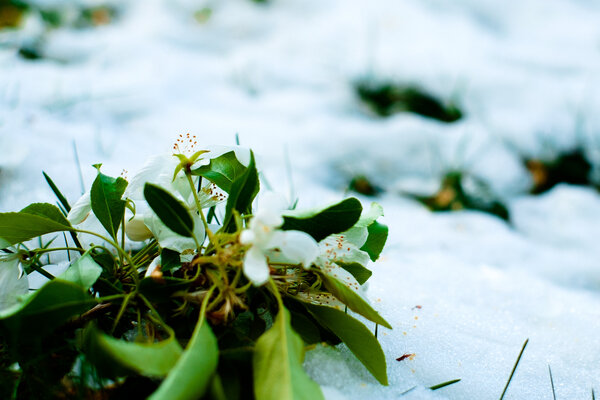 2015.04.17 Spring Snow