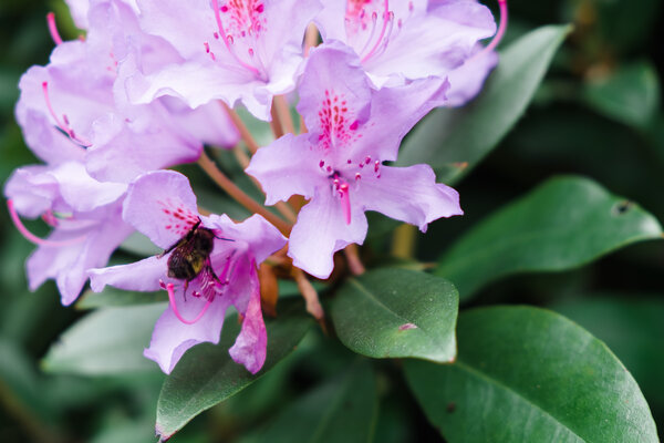 2015.05 Washington Camping