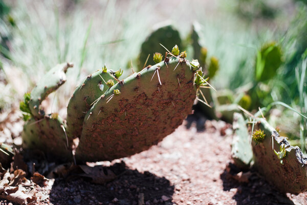 2015.06.13 Garden of the Gods