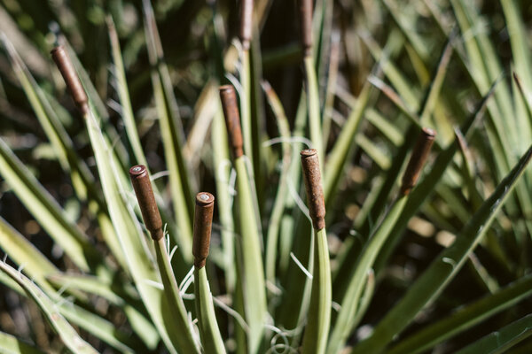 2016.02 Phoenix and Agua Fria Camping