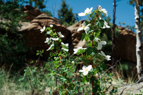 2016.06.18 Pike National Forest