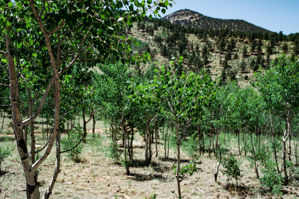 2016.06.18 Pike National Forest