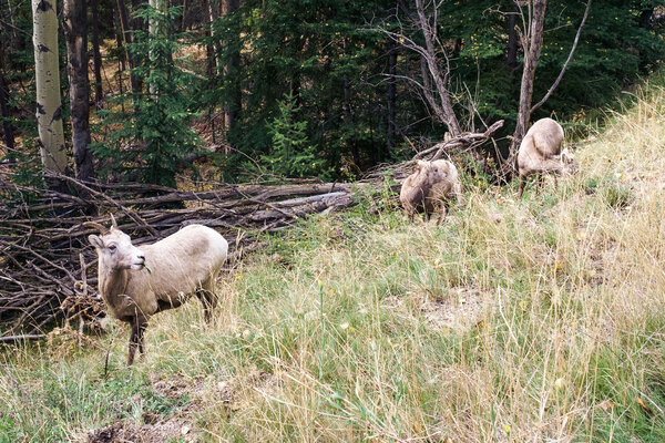 2016.01.04 Banff Vermillion Lakes