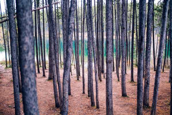 2016.10.06 Banff Icefields Parkway