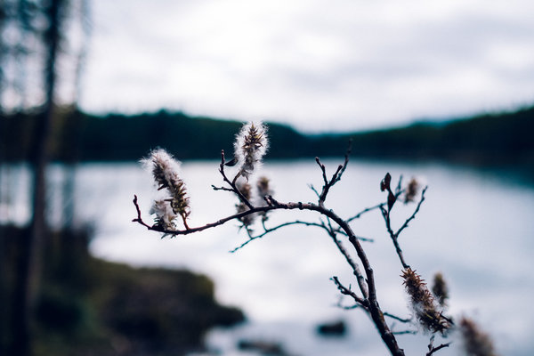 2016.10.06 Banff Icefields Parkway