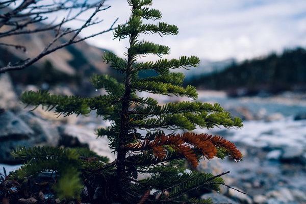 2016.10.06 Banff Icefields Parkway