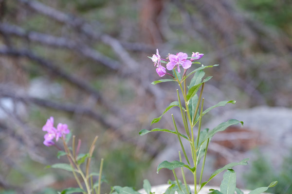 2017.09 Rocky Mountain National Park