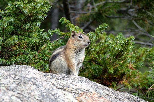 2017.09 Rocky Mountain National Park