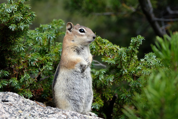 2017.09 Rocky Mountain National Park