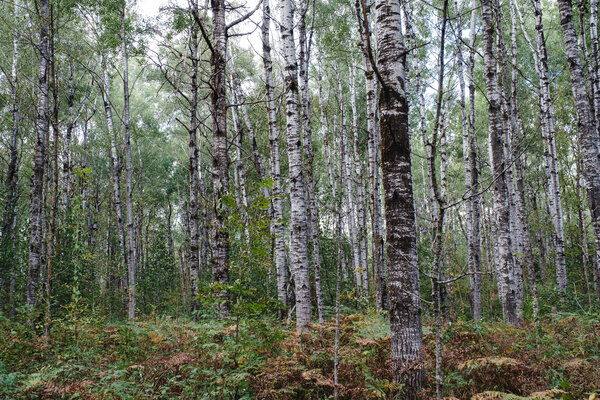 2018.09.26 Jay Cooke State Park and Duluth