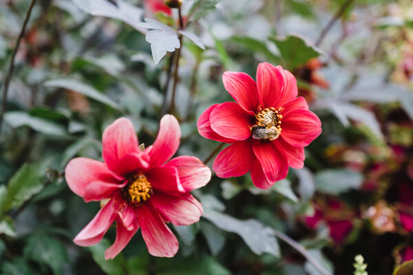 2018.09.27 Como Park Zoo and Minneapolis Sculpture Garden