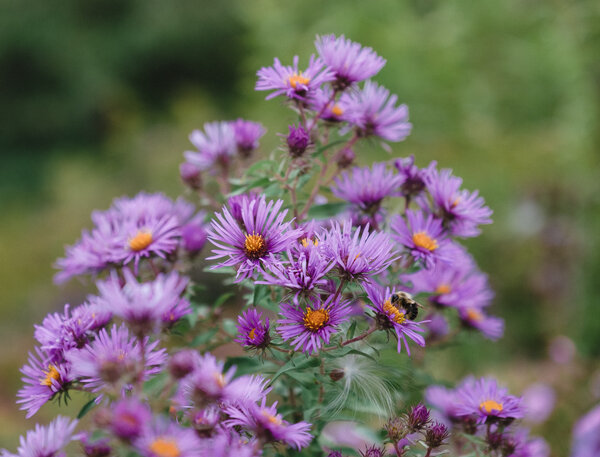 2018.09.27 Como Park Zoo and Minneapolis Sculpture Garden