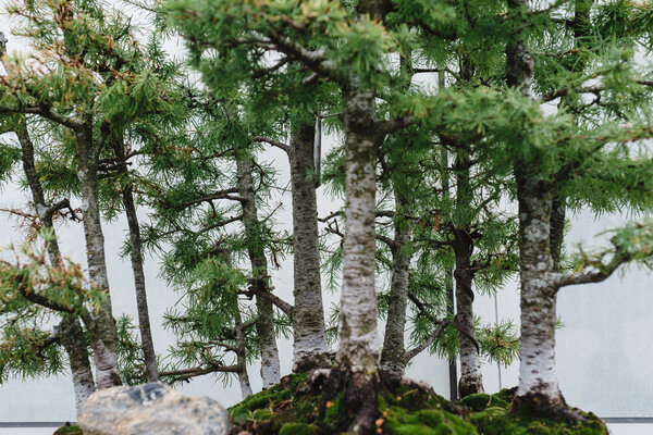 2018.09.27 Como Park Zoo and Minneapolis Sculpture Garden