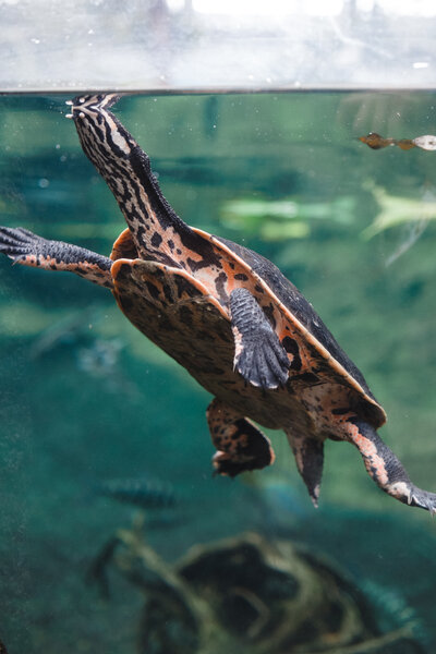 2018.09.27 Como Park Zoo and Minneapolis Sculpture Garden