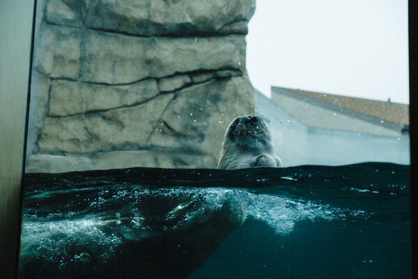 2018.09.27 Como Park Zoo and Minneapolis Sculpture Garden