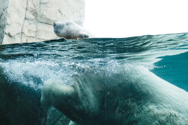 2018.09.27 Como Park Zoo and Minneapolis Sculpture Garden