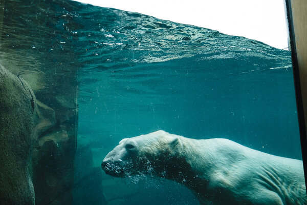 2018.09.27 Como Park Zoo and Minneapolis Sculpture Garden