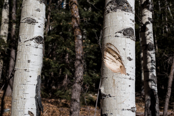 2018.11 Thanksgiving Camping