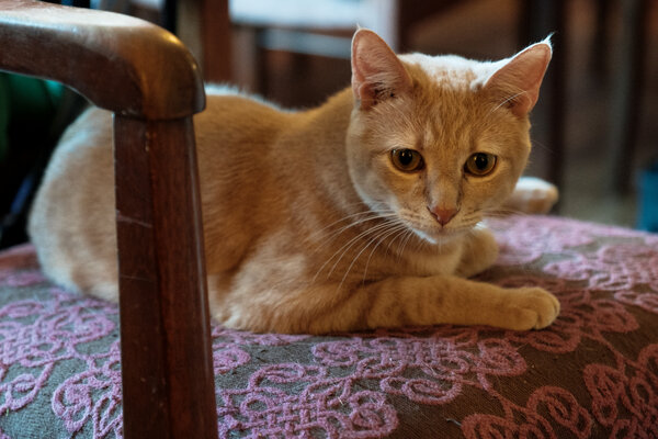 2019.04 MotoGP Austin