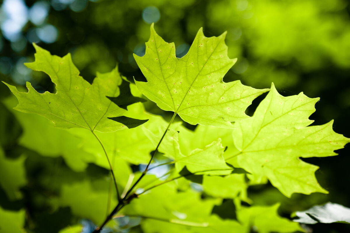 2019.06.02 Weston Bend State Park