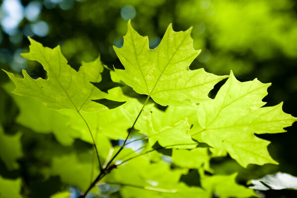2019.06.02 Weston Bend State Park
