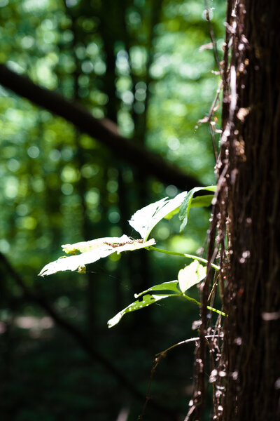 2019.06.02 Weston Bend State Park