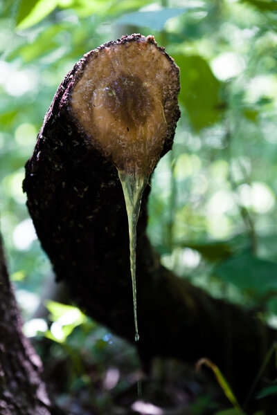 2019.06.02 Weston Bend State Park