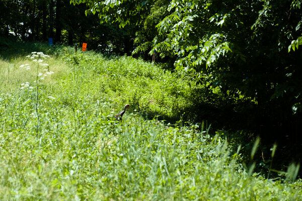 2019.06.02 Weston Bend State Park