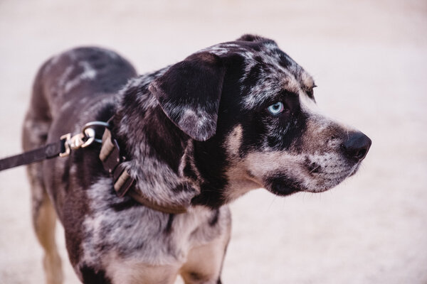 2020.10 California Camping