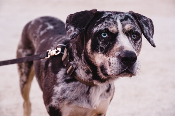 2020.10 California Camping