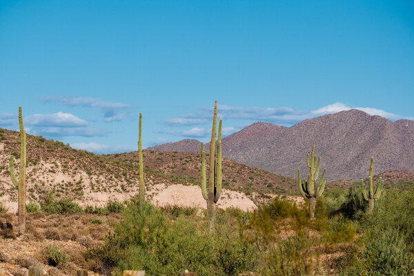 2020.11.07 Looking for Horses
