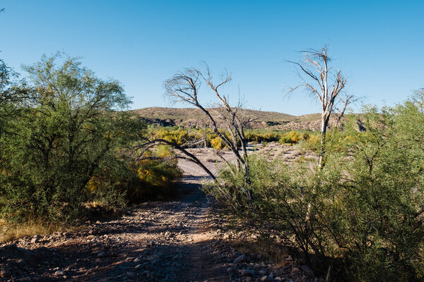 2020.11.07 Looking for Horses