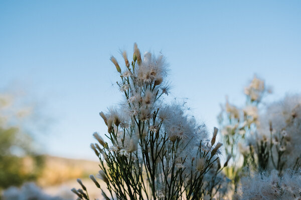 2020.11.07 Looking for Horses