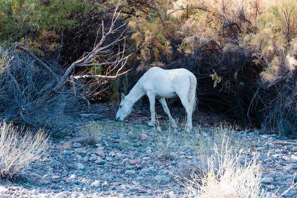 2020.11.07 Looking for Horses