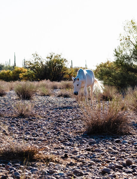2020.11.07 Looking for Horses