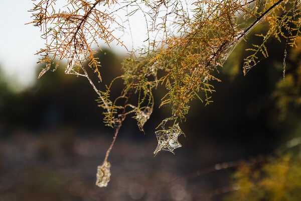 2020.11.07 Looking for Horses