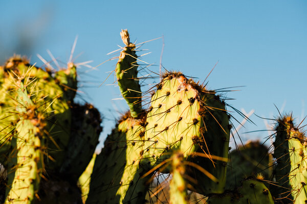 2020.11.07 Looking for Horses